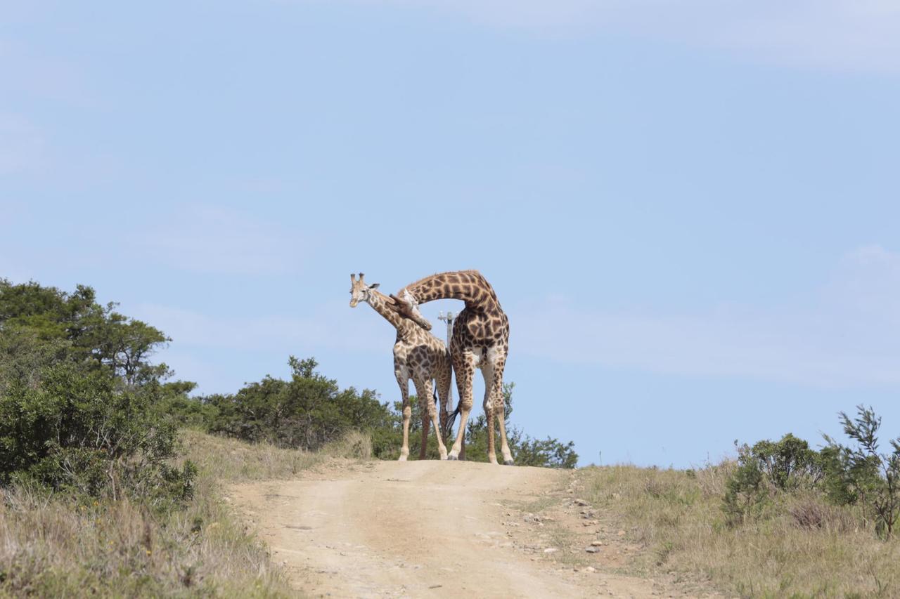 Horseshoe Game Reserve East London Luaran gambar