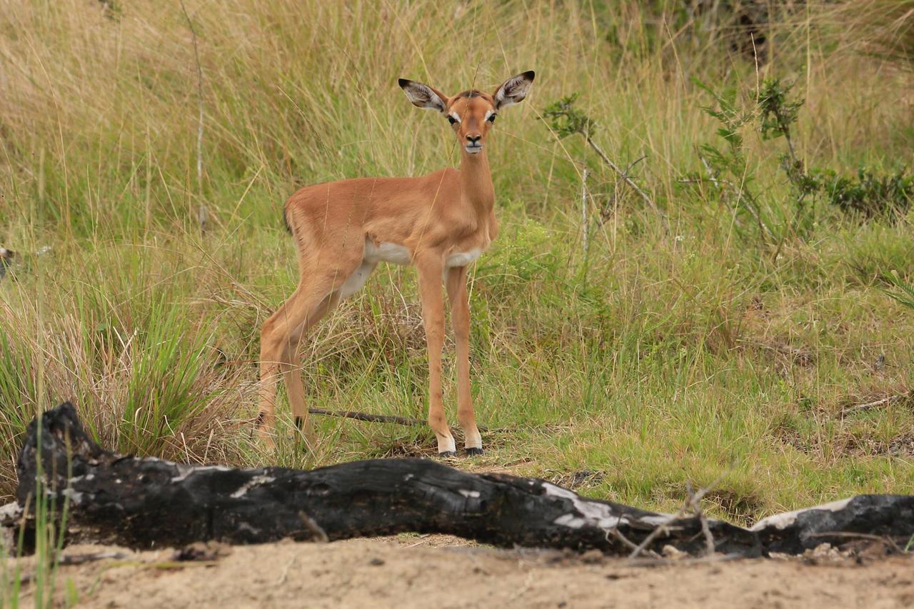 Horseshoe Game Reserve East London Luaran gambar